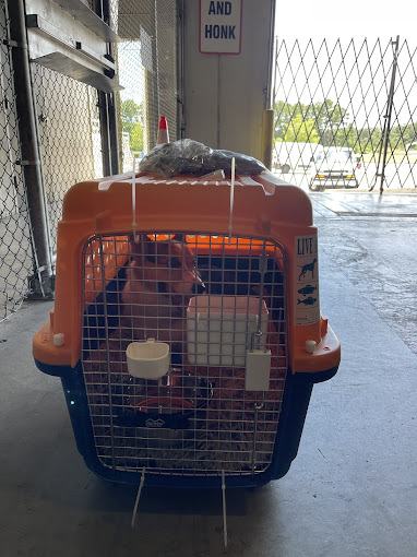 Dog Traveling With Airpets International in a Compliant Crate that is also Comfortable