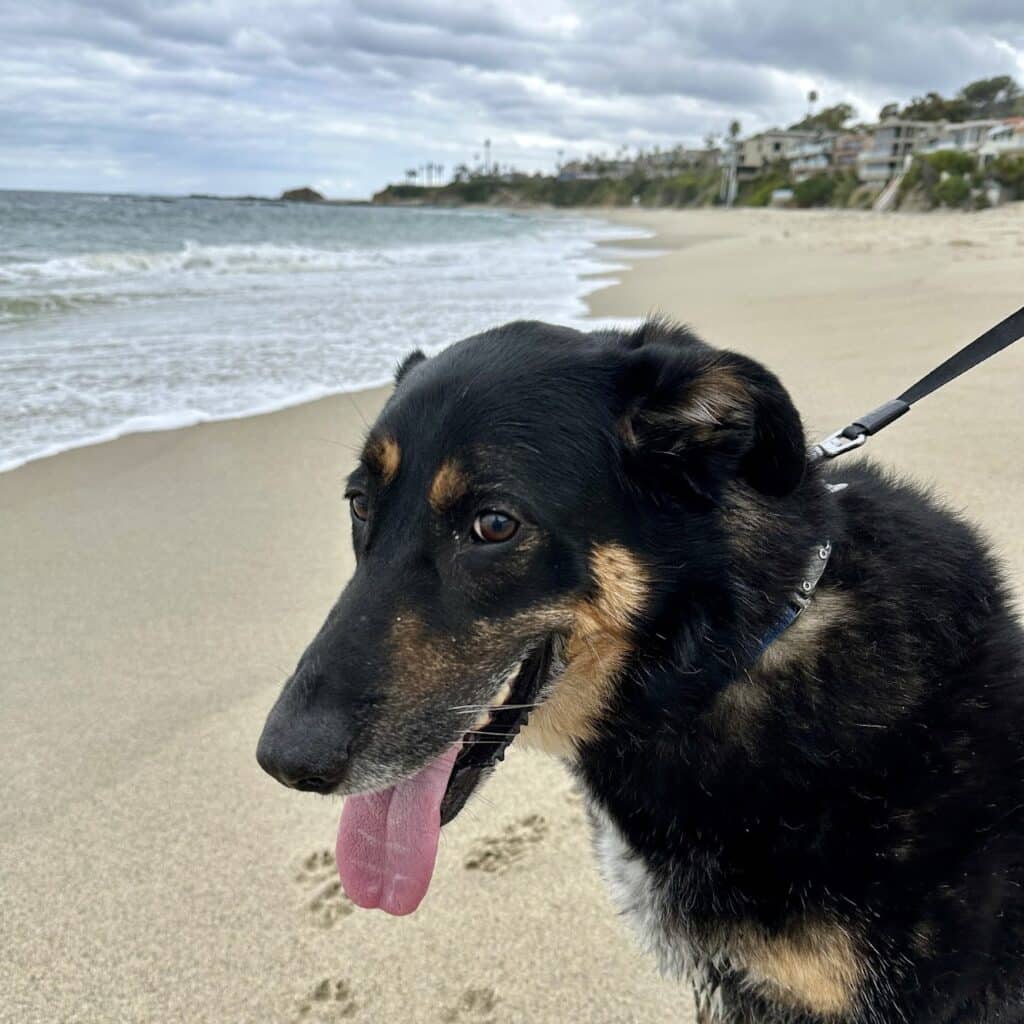 Sweet Dog on a California Beach After Ground Transportation Relocation With AirPets International