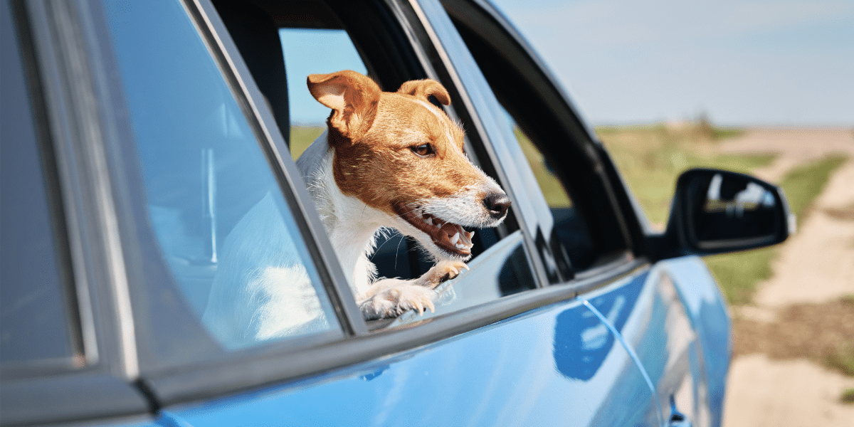 A Small Dog Riding in the Back of a Blue Car in the Rural United States