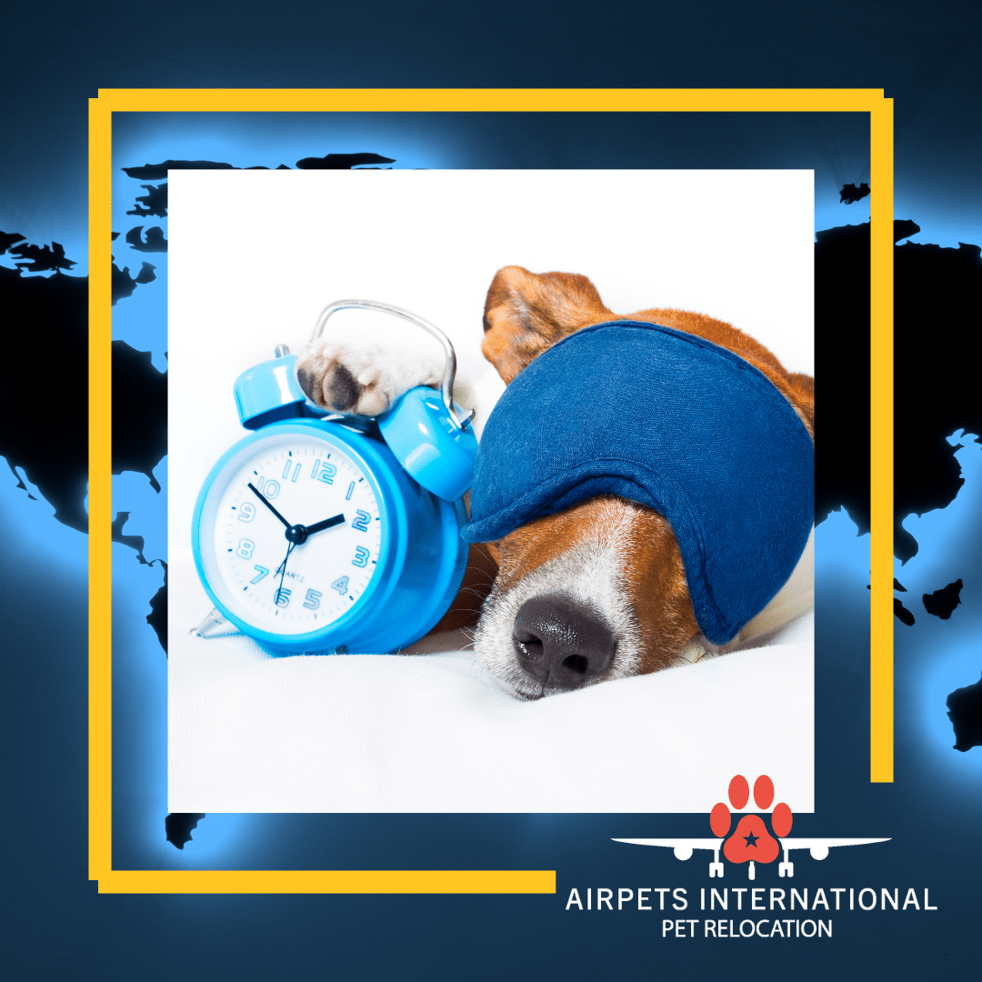 Do Dogs Get Jet Lag? Unveil the Truth & Tips Here