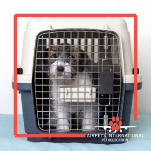 10 Tips for a Comfy & Safe Pet Travel Crate