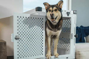 what do pet movers do