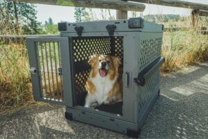 Airpets Cost to Fly a Dog
