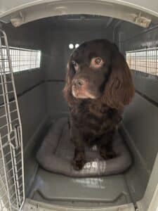 Senior Dog Drake in a crate