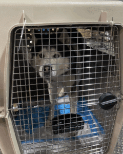 Senior Huskey Dog
