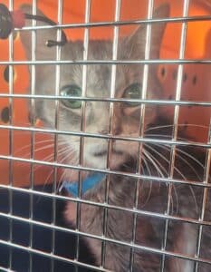 Senior Cat ready fro transport