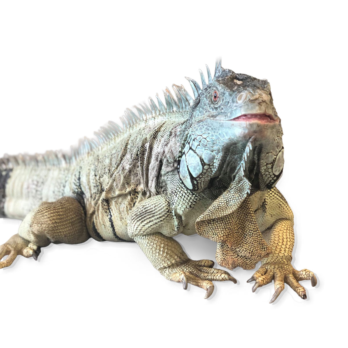 API-MJ-the-iguana-w-bg