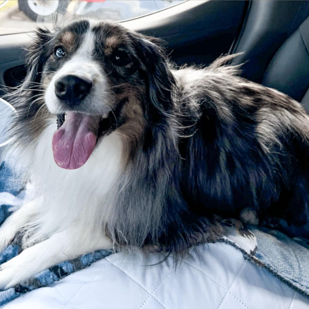 Roux, a Miniature American Shepherd dog