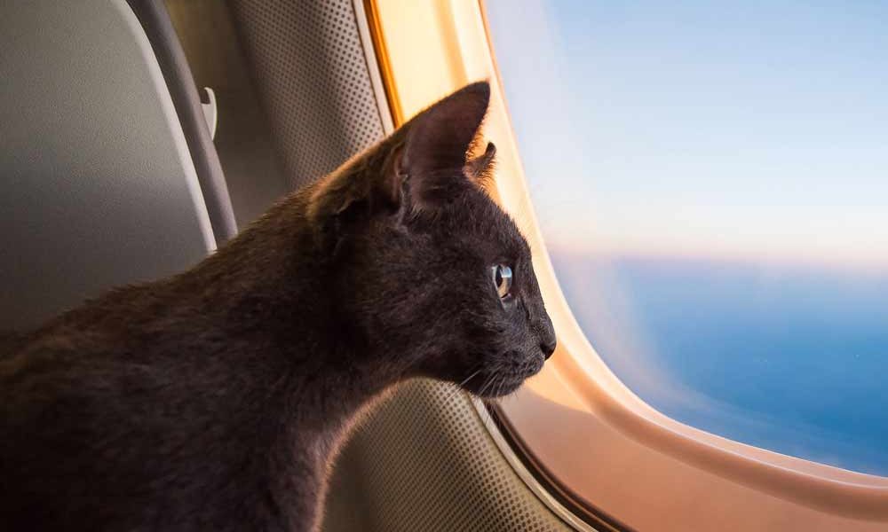 Cat Traveling