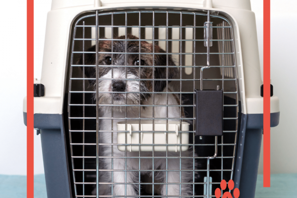 10 Tips for a Comfy & Safe Pet Travel Crate